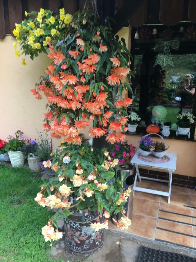 Ranczo Frodyma Bed & Breakfast Stronie Śląskie Exterior foto